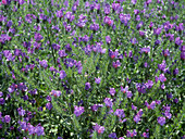 Wildflowers, Australia