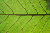 Leaf, Close-up
