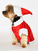 Portrait of Yorkshire Terrier Wearing Santa Hat and Coat