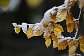 Close-up of Snow on Leaves of European Beech (Fagus sylvatica) Tree Branch in Autumn, Upper Palatinate, Bavaria, Germany