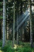 Sonnenstrahlen durch Fichtenwald (Picea abies), Oberpfalz, Bayern, Deutschland