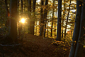 Sun through European Beech (Fagus sylvatica) Forest in Autumn, Upper Palatinate, Bavaria, Germany