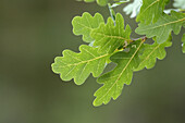 Nahaufnahme von Stieleiche (Quercus robur) Blättern, Neumarkt, Oberpfalz, Bayern, Deutschland