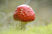 Nahaufnahme von Fliegenpilz (Amanita muscaria) auf Waldboden, Neumarkt, Oberpfalz, Bayern, Deutschland