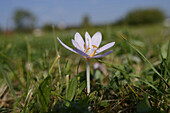 Close-up of Autumn Crocus (Colchicum autumnale) in Meadow, Bavaria, Germany