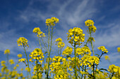 Field of White Mustard (Sinapis alba) Flowers, Upper Palatinate, Bavaria, Germany