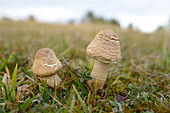 Close-up of Parasol Mushroom (Macrolepiota), Neumarkt, Upper Palatinate, Bavaria, Germany
