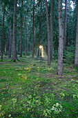 Sonnenstrahlen durch Fichtenwald (Picea abies), Oberpfalz, Bayern, Deutschland