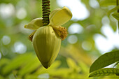 Nahaufnahme der Bananenblume (Musa), Bayern, Deutschland