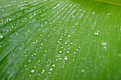 Close-up of Raindrops on Banana Plant (Musa) Leaf, Bavaria, Germany