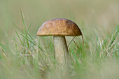 Nahaufnahme von Birkenröhrling (Leccinum scabrum) im Gras, Neumarkt, Oberpfalz, Bayern, Deutschland