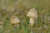 Close-up of Parasol Mushrooms (Macrolepiota procera) in Grass, Neumarkt, Upper Palatinate, Bavaria, Germany