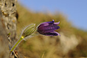 Nahaufnahme von Pulsatilla vulgaris, Wiesenschaumkraut, Oberpfalz, Bayern, Deutschland