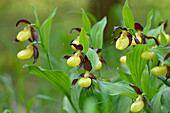 Nahaufnahme von Cypripedium Calceolus, Frauenschuh Orchideen, Oberpfalz, Bayern, Deutschland