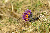 Close-Up of Pulsatilla Vulgaris, Pasque Flower, Oberpfalz, Bavaria, Germany