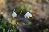 Leucojum Vernum, Frühlingsschneeflocke, Oberpfalz, Bayern, Deutschland