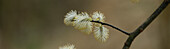 Ein Detail von Trauerweiden (Salix) im Frühling, Bayern, Deutschland