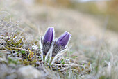 Blüten einer Pulsatilla (Pulsatilla vulgaris) im Grünland im Vorfrühling in Bayern, Deutschland