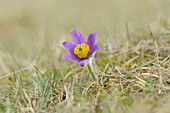 Blüte einer Pulsatilla (Pulsatilla vulgaris) im Grünland im zeitigen Frühjahr in der Oberpfalz, Bayern, Deutschland, Europa.