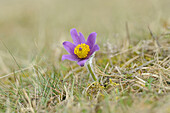 Bloom of a Pulsatilla (Pulsatilla vulgaris) in the grassland in early spring of Upper Palatinate, Bavaria, Germany, Europe.