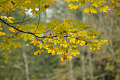 Some acer (Acer campestre) leaves in autumn, Bavaria, Germany.