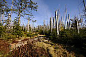 Landscape of dead trees fallen by bark beetles in autumn in the Bavarian forest, Bavaria, Germany.