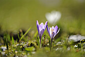 Frühlingskrokus oder Riesenkrokus (Crocus vernus) im Grünland im zeitigen Frühjahr, Steiermark, Österreich.