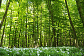 Landscape of a European Beech or Common Beech (Fagus sylvatica) forest in early summer, Bavaria, Germany.
