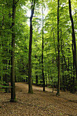 Landschaft eines Rotbuchenwaldes (Fagus sylvatica) im Frühsommer, Bayern, Deutschland