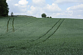Landschaft eines Weizens (Triticum) mit LKW-Fahrspuren im Frühsommer, Oberpfalz, Bayern, Deutschland.