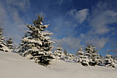 Landschaft aus Fichten (Picea abies) an einem verschneiten Wintertag, Oberpfalz, Bayern, Deutschland.
