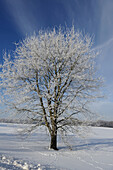 Ein schneebedeckter Baum im Winter, Österreich