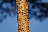 Baumstamm einer Waldkiefer (Pinus sylvestris), Bayern, Deutschland.