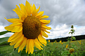 Blüte einer Sonnenblume (Helianthus annuus), Bayern, Deutschland.