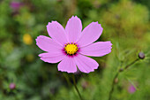 Close-up of a garden cosmos or Mexican aster (Cosmos bipinnatus), flower in a garden in summer, Upper Palatinate, Bavaria, Germany