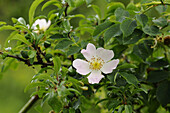 Nahaufnahme von Hundsrose (Rosa canina) im Frühsommer, Oberpfalz, Bayern, Deutschland