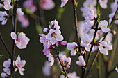 Nahaufnahme von Pfirsichblüten (Prunus persica) in einem Garten im Frühling, Österreich