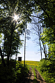 Landschaft eines Weges durch die Waldinfowiese und Felder im Sommer, Franken, Bayern