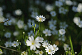 Nahaufnahme der Großen Sternmiere (Stellaria holostea) in einem Wald im Sommer, Oberpfalz, Bayern, Deutschland