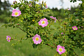 Close-up of dog rose (Rosa canina) in early summer, Upper Palatinate, Bavaria, Germany