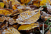 Close-up of common hornbeam (Carpinus betulus) leaves on the ground in autumn, Upper Palatinate, Bavaria, Germany