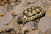 Östliche Hermannsschildkröte (Testudo hermanni boettgeri) beim Herumlaufen auf dem Boden, Bayern, Deutschland