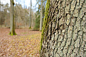 Nahaufnahme eines Stieleiche (Quercus robur) Baumstammes im Herbst, Franken, Bayern, Deutschland