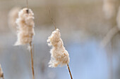 Nahaufnahme von Samen des Gemeinen Rohrkolbens (Typha latifolia) im Herbst, Bayern, Deutschland