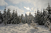 Landschaft mit Fichtenwald (Picea abies) im Winter, Oberpfalz, Bayern, Deutschland