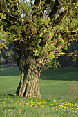 Bruchweide (Salix fragilis) in Wiese im Frühling, Oberpfalz, Bayern, Deutschland