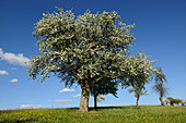 Blooming Apple Trees in Meadow in Spring, Upper Palatinate, Bavaria, Germany