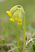 Close-up of Common Cowslip (Primula veris) in Spring, Bavaria, Germany
