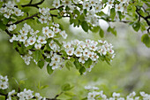 Nahaufnahme von Birnenblüten im Frühling, Oberpfalz, Bayern, Deutschland