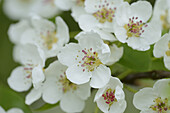 Close-up of Pear Blossoms in Spring, Upper Palatinate, Bavaria, Germany